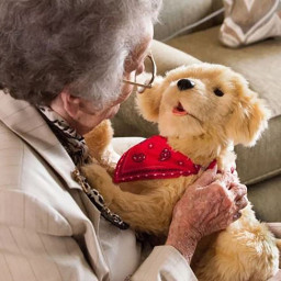 Terapihund Golden Retriever Terapihund Golden Retriever