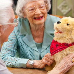 Terapihund Golden Retriever Terapihund Golden Retriever