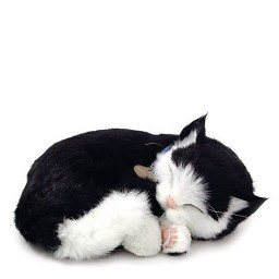 Sovande katt Sovande katt