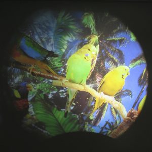 Effekthjul Tropiska Fåglar, 15cm (magnetfäste)